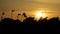 Sunset with a plant foreground