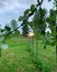 sunset, plot, green nature, tree branch with leaves, plot fence, lush greenery