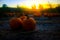 Sunset at the pumpkin field