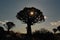 Sunset in quiver tree forest