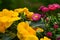 Sunset Radiance: Yellow Primroses and Daisies