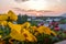 Sunset Radiance: Yellow Primroses and Daisies