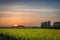 Sunset and Rapeseed Flowers