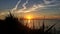 Sunset through the reeds horizontal