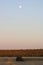 Sunset with reeds, tree and moon in azure sky