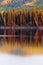 Sunset reflections on boreal forest lake in Yukon