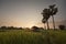 Sunset at the rice farm.