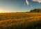 Sunset rice field