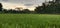 Sunset ricefield holyday walkaround afternoon