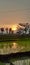 Sunset ricefields tree reflection