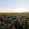 Sunset Rose Fields