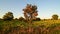 Sunset rural landscape with a rowan tree