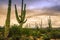 Sunset on the Saguaro Cactus Fields, Saguaro National Park, Arizona