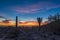 Sunset and Saguaros in the Sonoran desert of Arizona