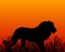 Sunset in savanna with lion