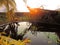 Sunset scattering rays of sun illuminate  pond in  tropical garden, tropical plants and trees are reflected on  surface of water