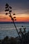 Sunset scene, agave plant at the Adriatic sea