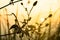 Sunset scene on hight mountain. Silhouette yellow grass and flowers. I