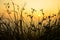 Sunset scene on hight mountain. Silhouette yellow grass and flowers. I