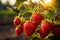 Sunset scene Ripe red strawberries on a branch in the field