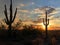 Sunset in Scottsdale, Arizona, Saguaro Cactus tree silhouetted