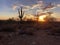 Sunset in Scottsdale, Arizona, Saguaro Cactus tree silhouetted