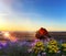 Sunset sea seashell and wild flowers on wooden  pier seascape landscape