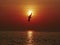 Sunset seagull silhouette on sunset water sky horizon landscape. Sunset seagull silhouette water scene. Sunset seagull in sky view