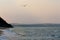 Sunset seagulls birds sea panorama