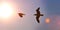 Sunset seagulls silhouetted, lens flare