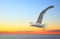 Sunset seascape with flying seagull