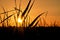 Sunset seen through grass, rays of sun