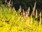 Sunset Serenade: Wildgrass Field Bathed in Soft Sun Rays