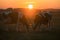 Sunset serenity Cows graze one gazes sun kissed horns gleam