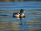 Sunset Serenity: Graceful Mallard Duck Gliding through Waters