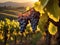 Sunset Serenity: Ripe Grapes in Tuscany\\\'s Enchanting Vineyards.