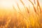Sunset Serenity: Vintage Forest Macro Photography with Wild Grass.