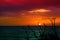 sunset and ship on ocean and silhouette dry tree colorful cloud sky