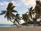 Sunset shot of beautiful beach with crooked palm trees and beach chairs at Key West