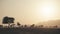 Sunset in a shroud. Silhouettes of plants and trees in the UAE desert.