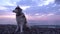 Sunset. Siberian husky sits on a pebble beach.