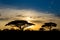 Sunset silhouette of african acacia trees in savanna bush