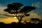 Sunset silhouette of african acacia trees in savanna bush