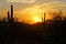 Sunset silhouette in the Arizona desert with Saguaro cacti