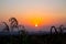 Sunset silhouette of corn sprout