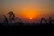 Sunset silhouette of corn sprouts