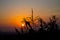 Sunset silhouette of corn sprouts in the field