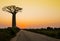 Sunset with silhouette of majestic baobab tree in foreground, Morondava, Madagascar