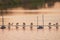 Sunset silhouette of paddle wheel or aeration machine with heron bird in shrimp farm