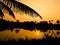 Sunset with silhouette of palm branch